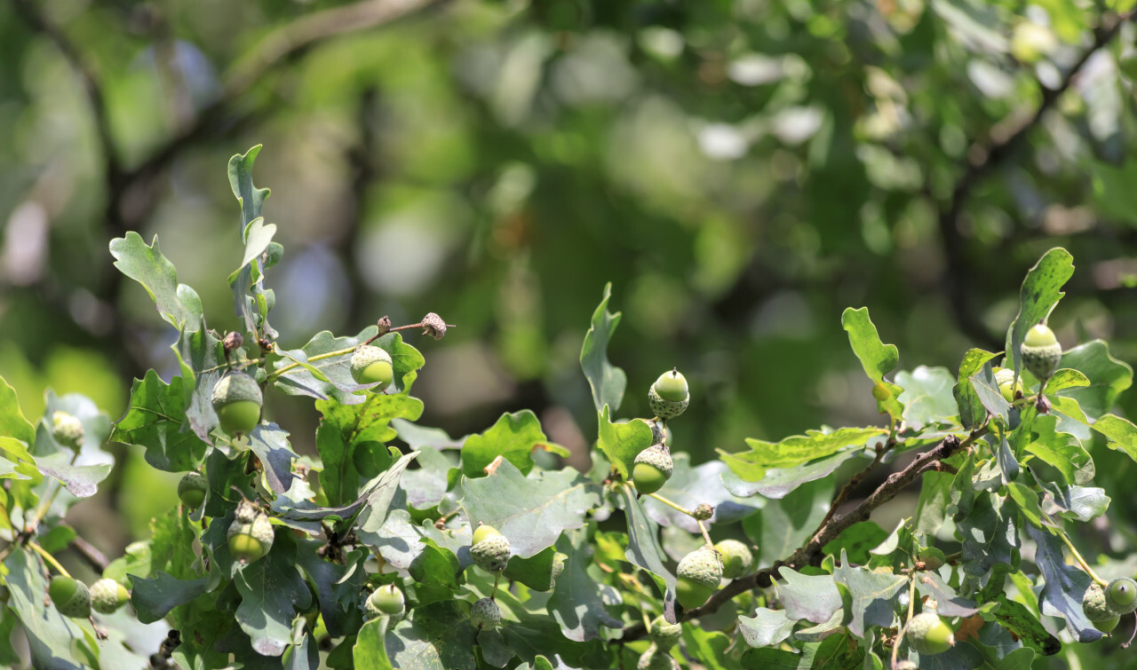 Acorns on oak