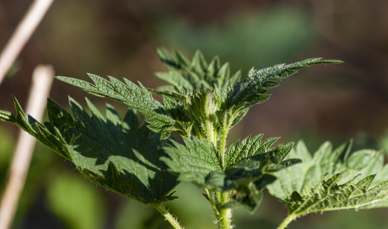 nettle leaves