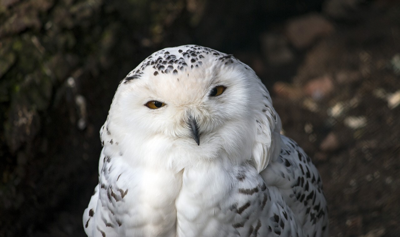 snow owl portrait