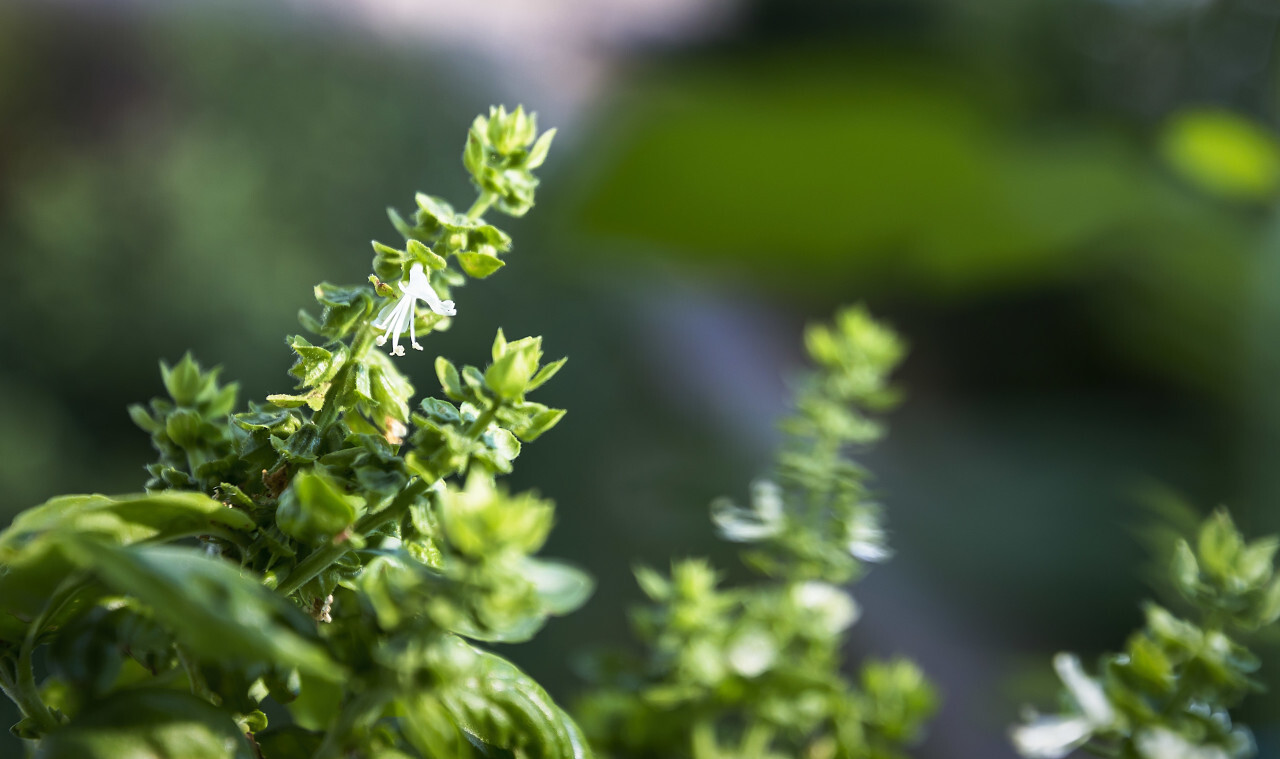 blooming basil