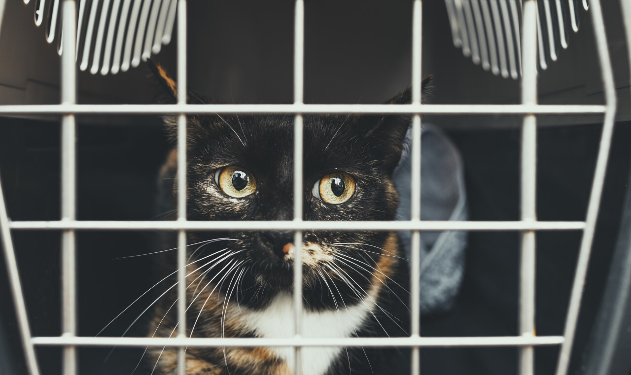 Poor kitten in a cage looking out