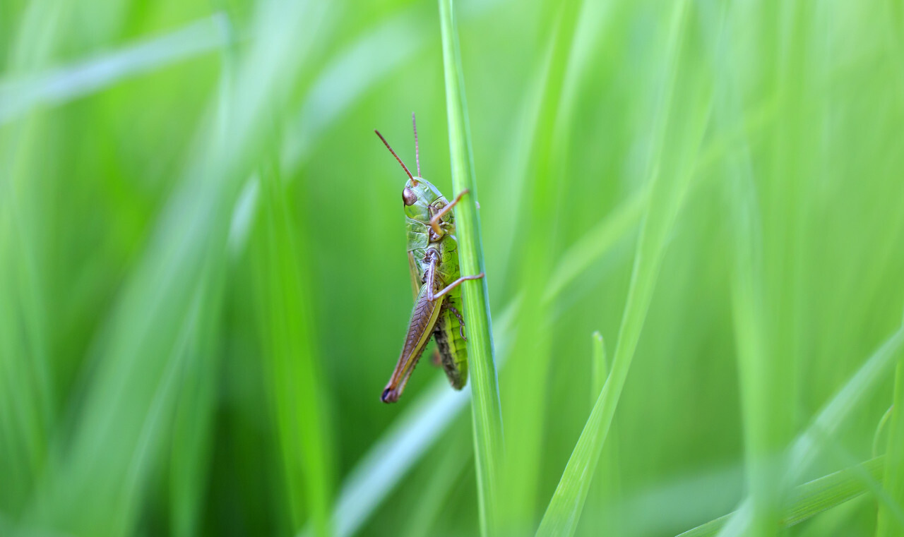 Green Meadow Grasshopper on a blade of grass