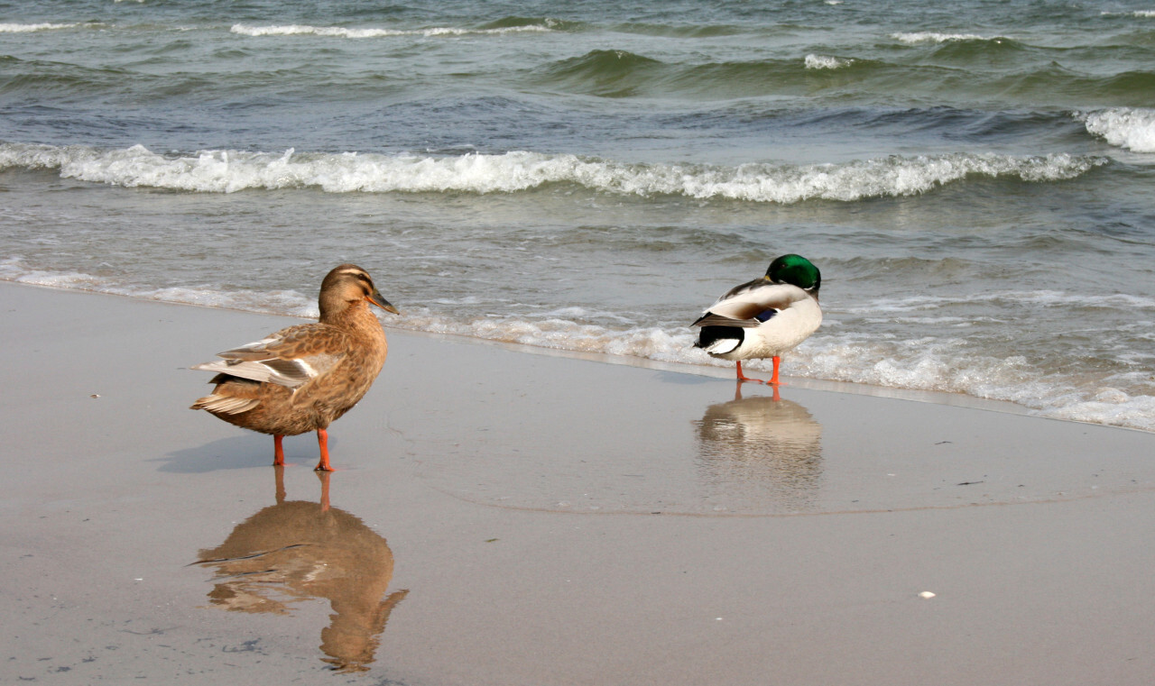 A cute duck couple on the beach