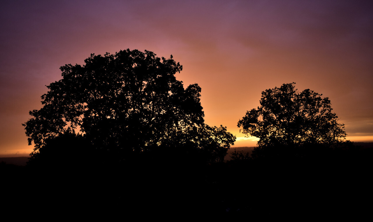 violette sunset behind trees