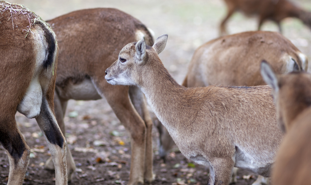 Roe deer