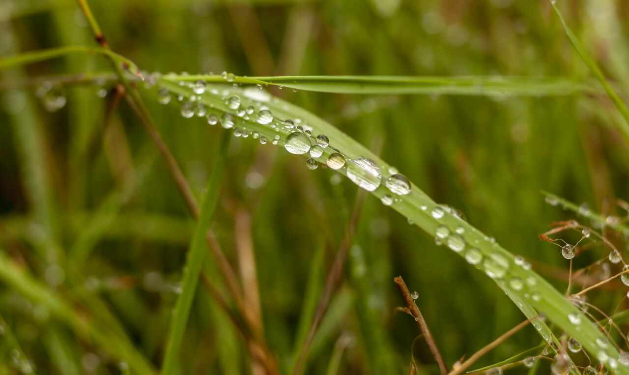 wet green grass
