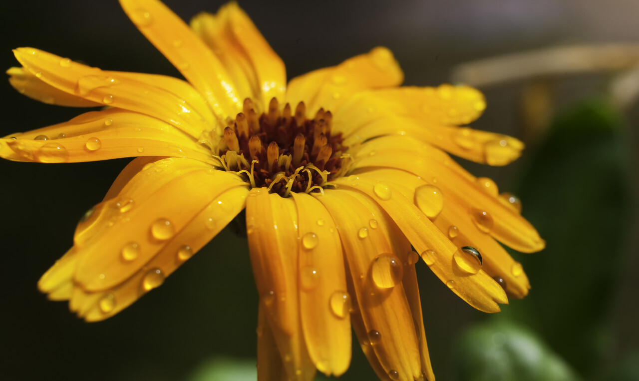 dew drops on yellow flower macro