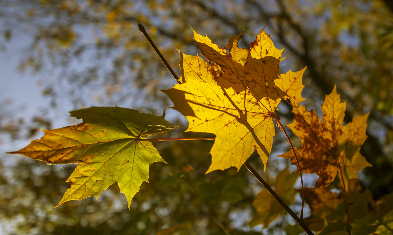 Autum maple leaves
