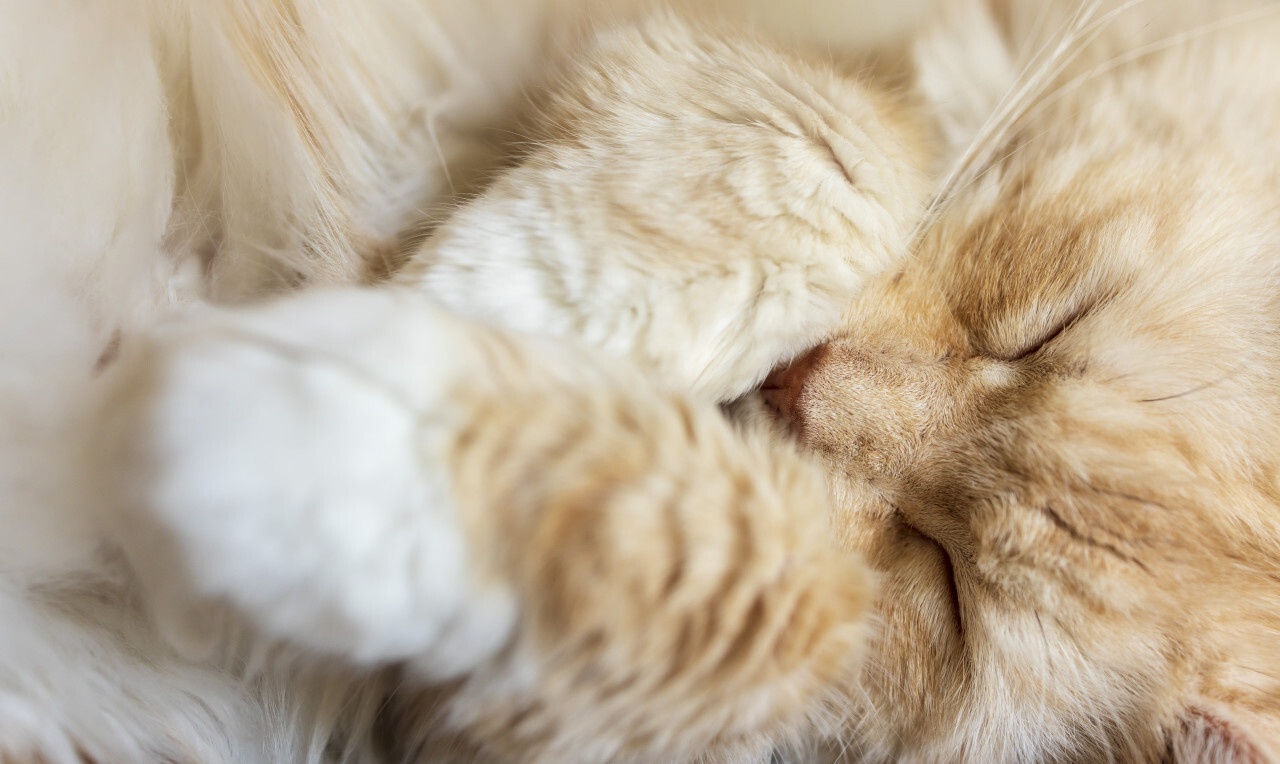 close up of a sleeping maine coon cat