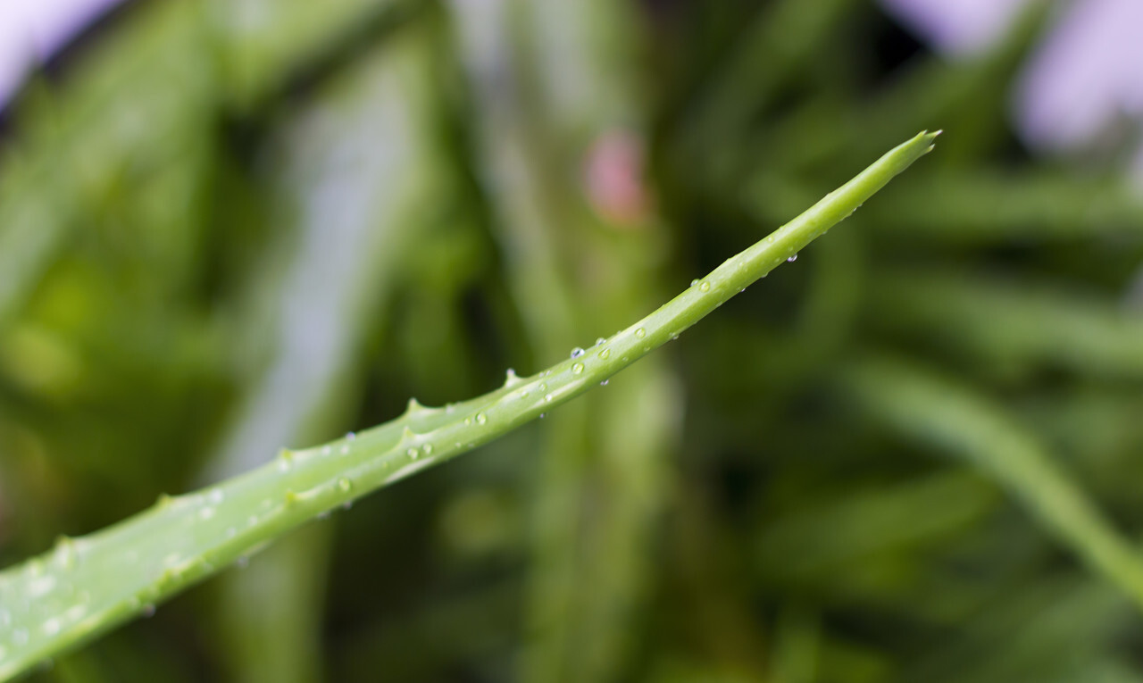 Aloe or Aloe vera fresh leaves and slices on white background.