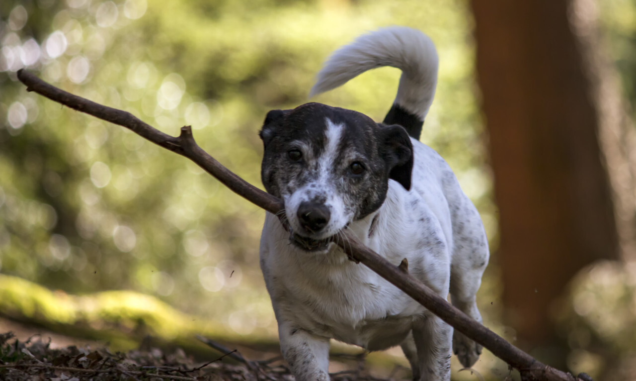 jack russell terrier with a big stick in mouth