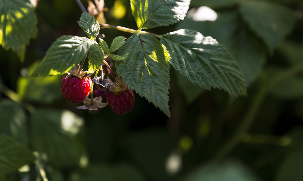 red ripe raspberries