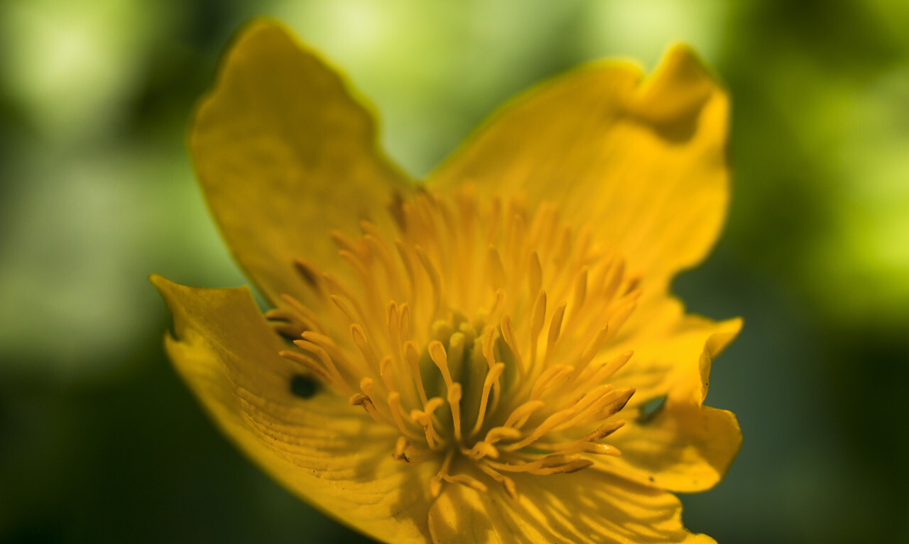 yellow buttercup flower macro