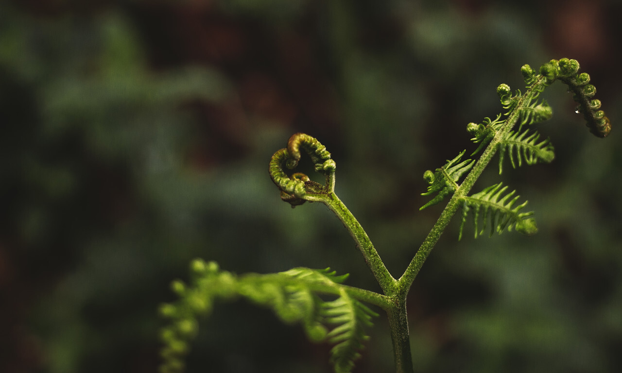 heart shaped fern