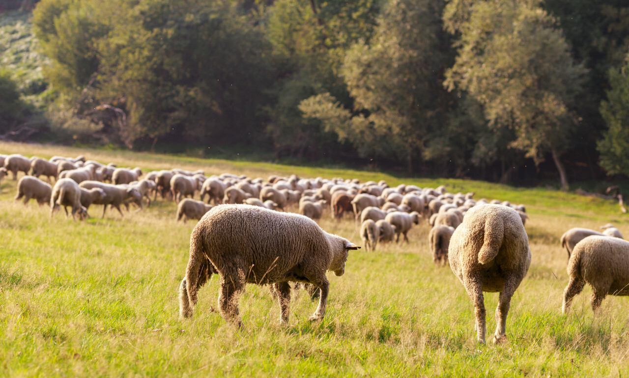 A large flock of sheep is driven from the pastures into the stables