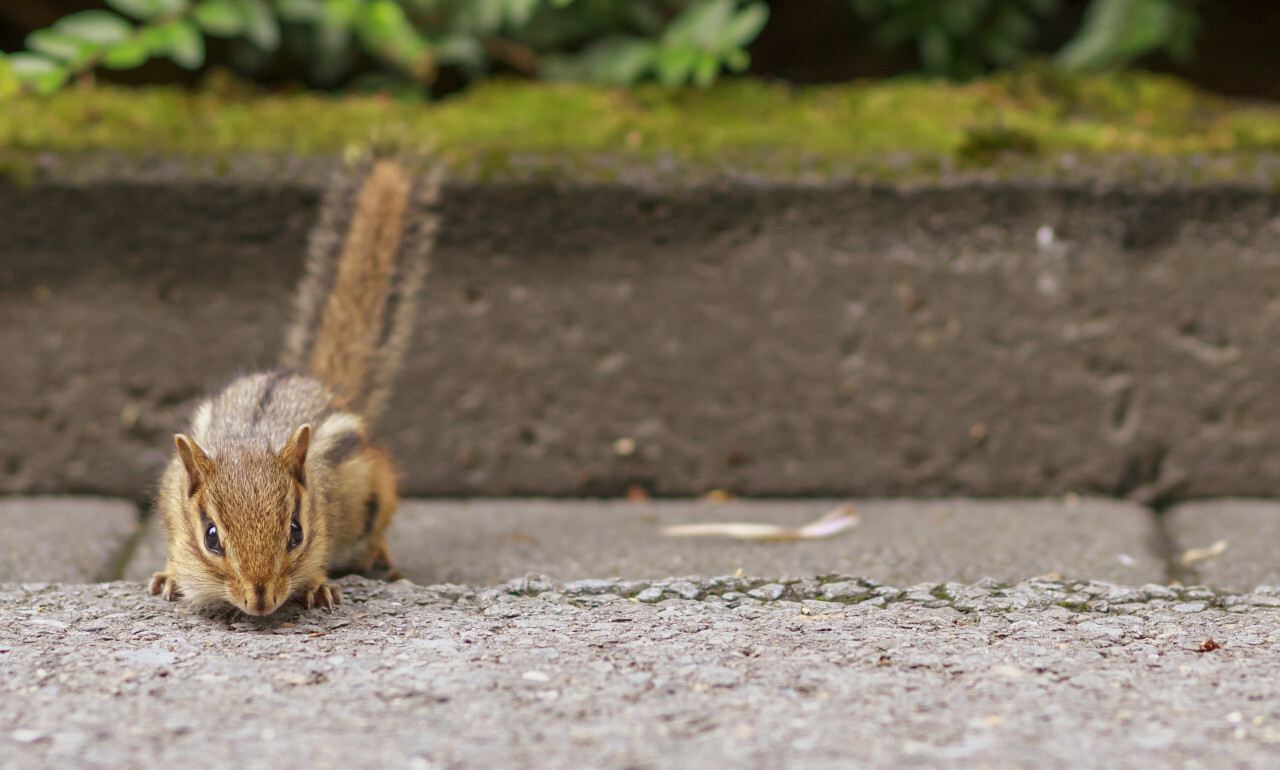 Chipmunk looks at the camera