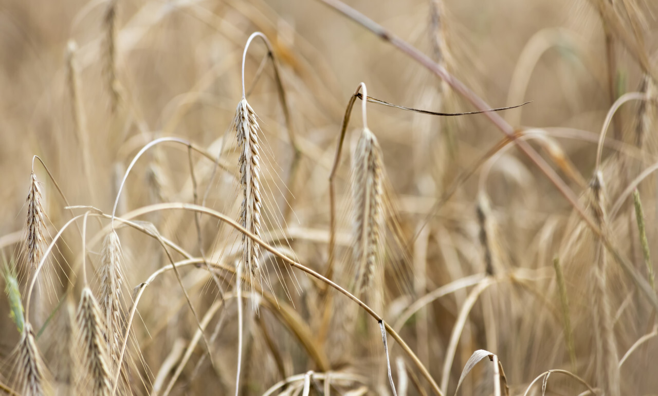 Spikelets of wheat in summer field