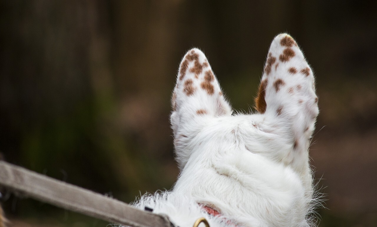 white dog ears