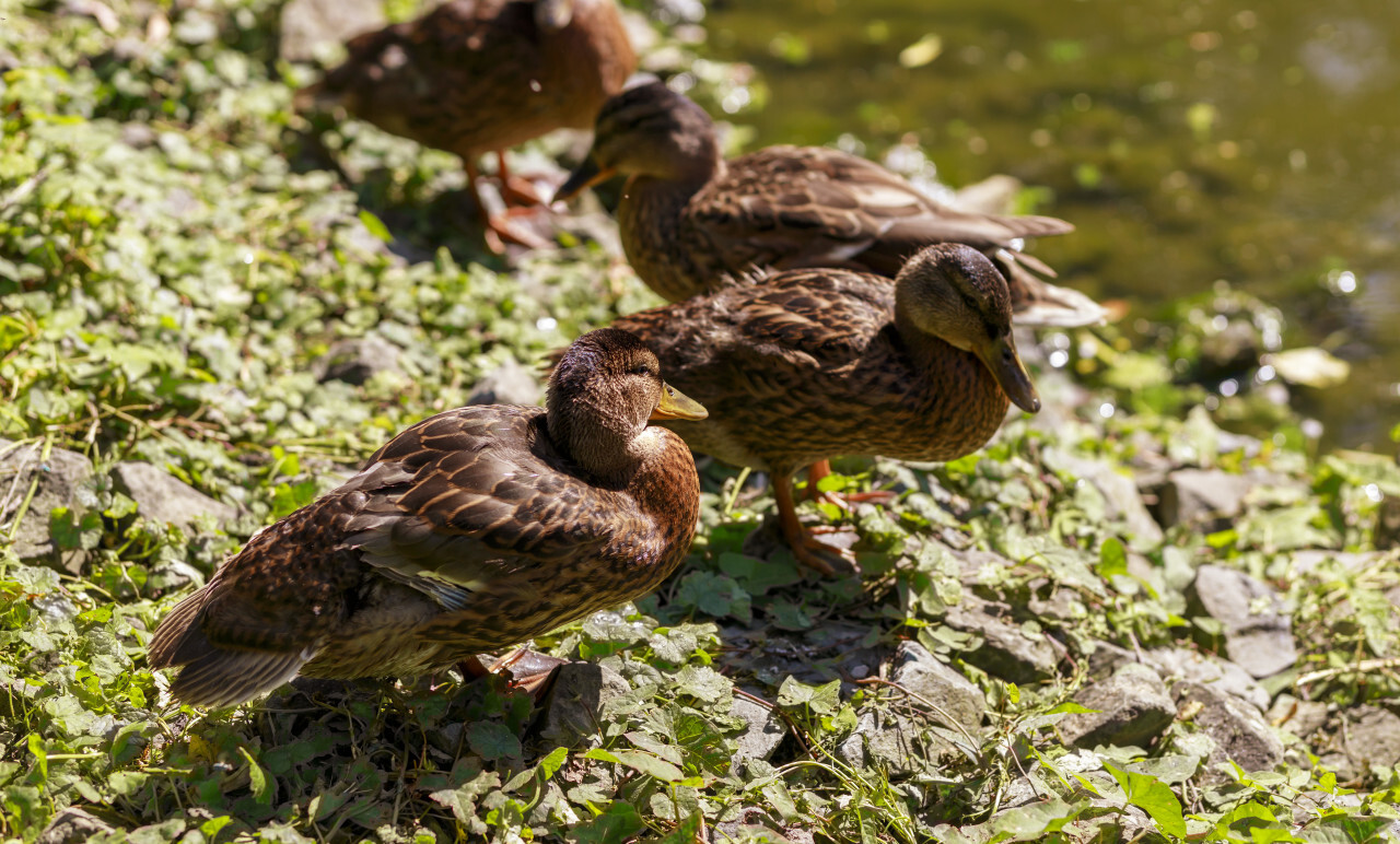 ducks on green grass