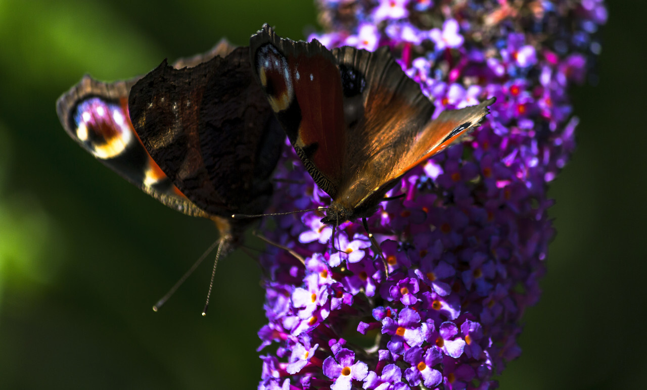 two vanessa atalanta butterflies on lilac