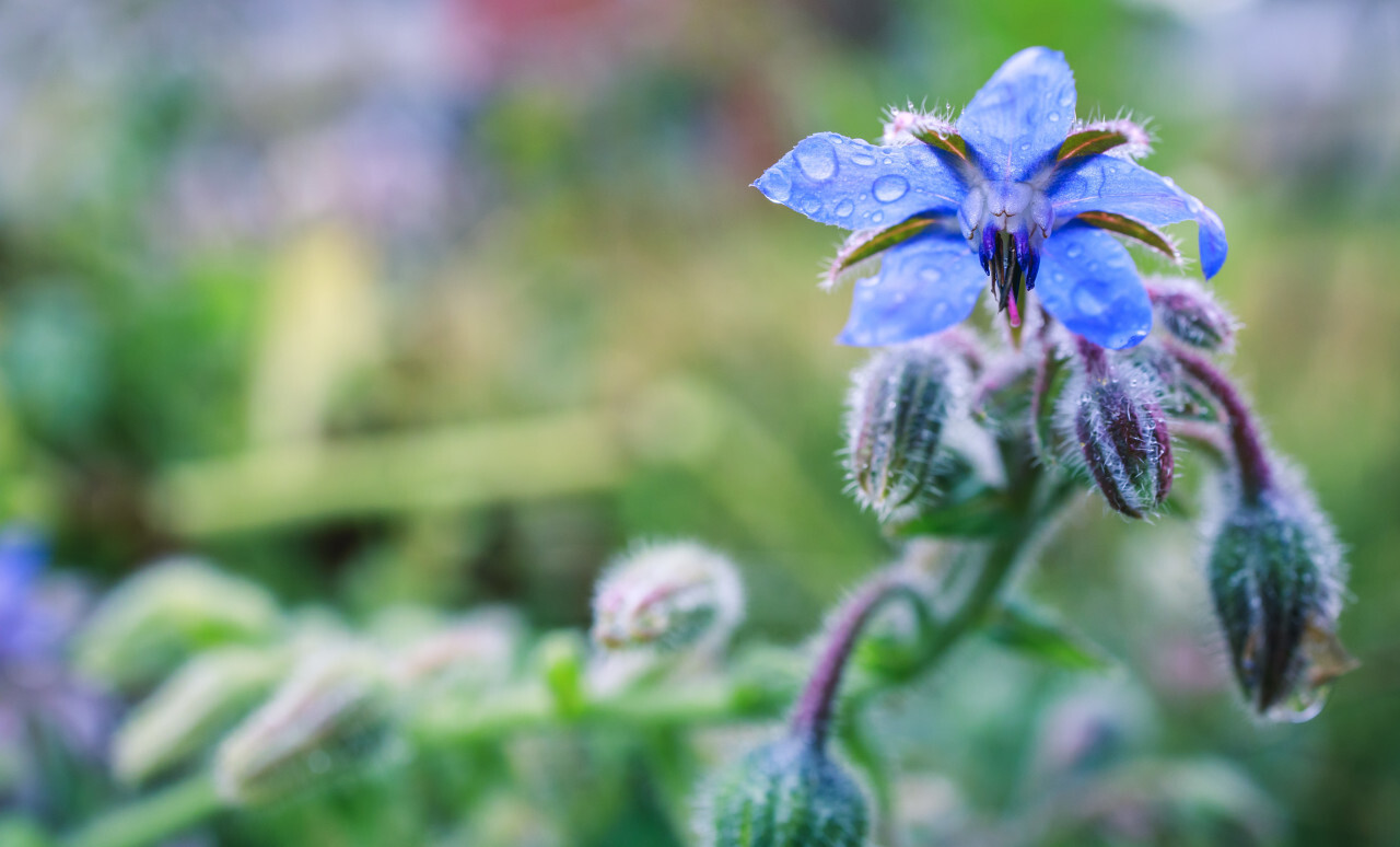 Borage as graceful kitchen herb with edible flowers and leaves
