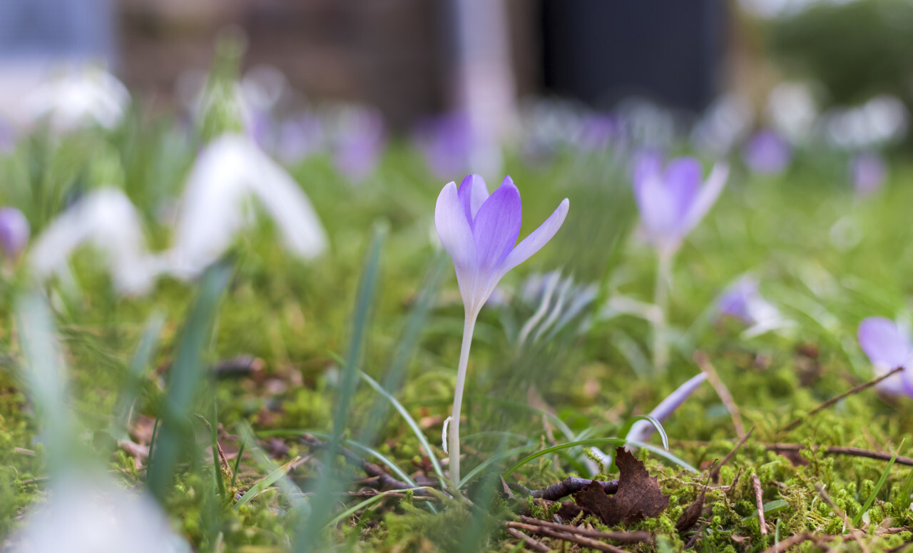 Macro shot of spring violet flowers crocuses with soft background