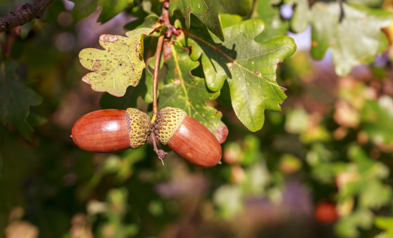 Acorns on an oak in autumn