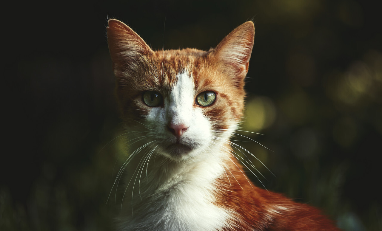 red cat portrait