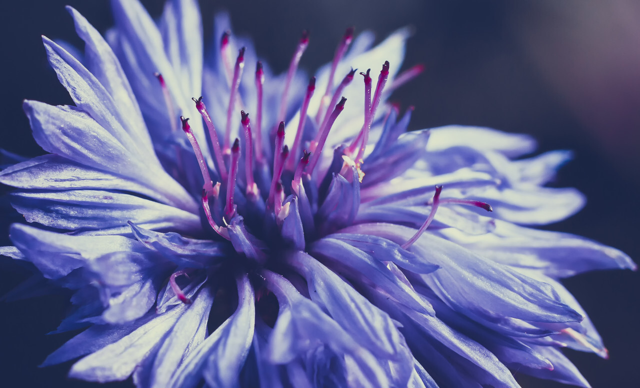 Close up of beautiful blue flower of cornflower