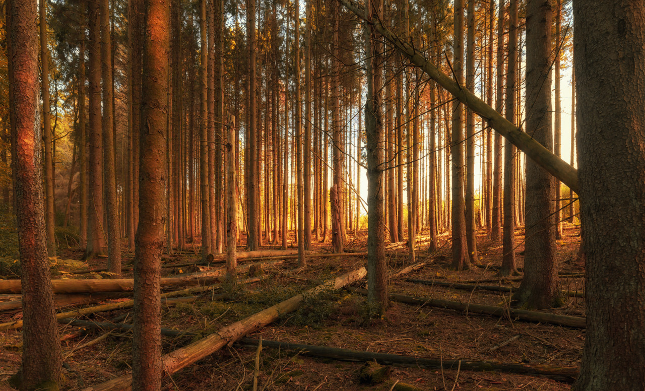 german autumn forest landscape marscheider bachtal in nrw