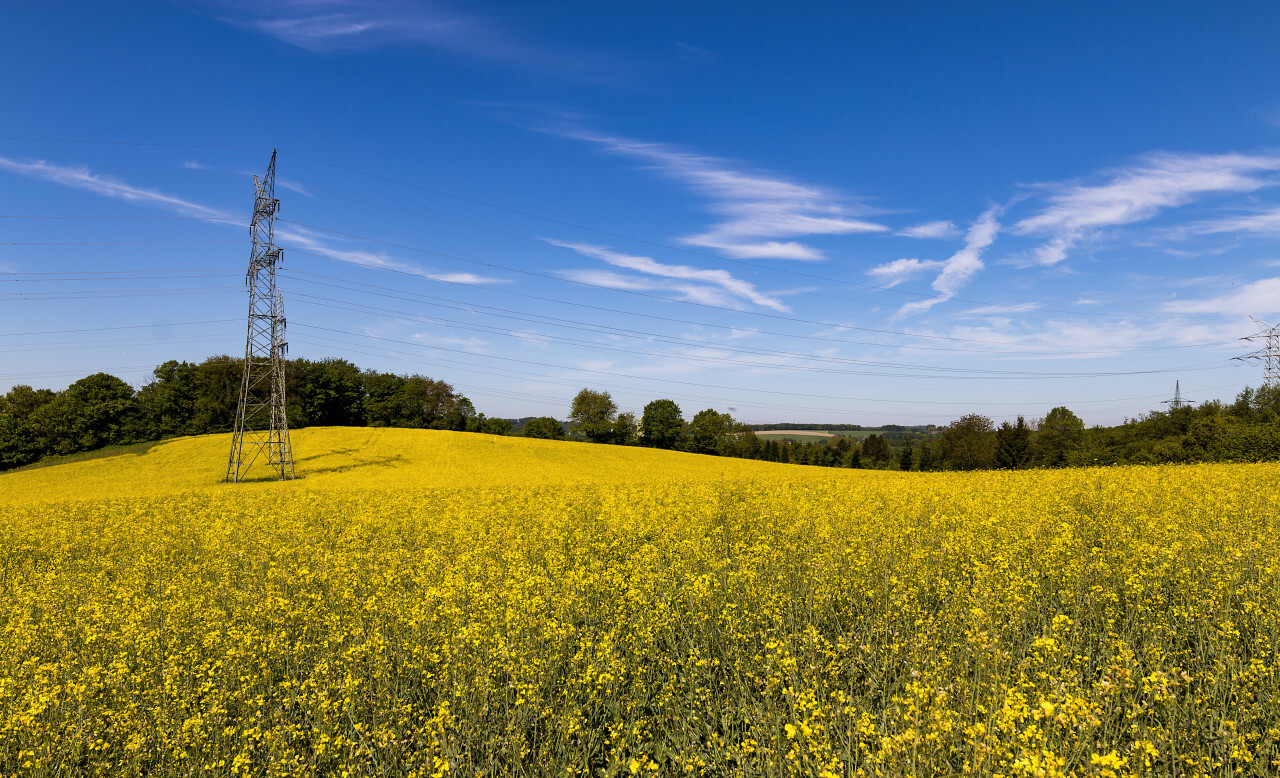 yellow rape fields landscape