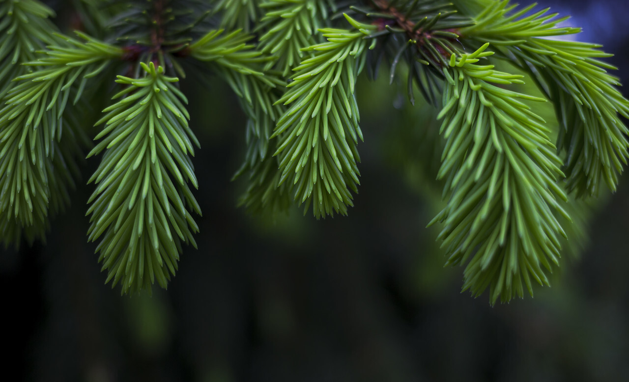 fir branches