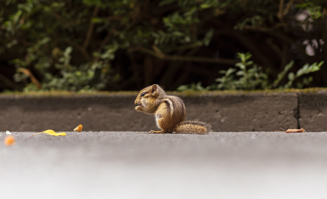 Wild chipmunk eating nut