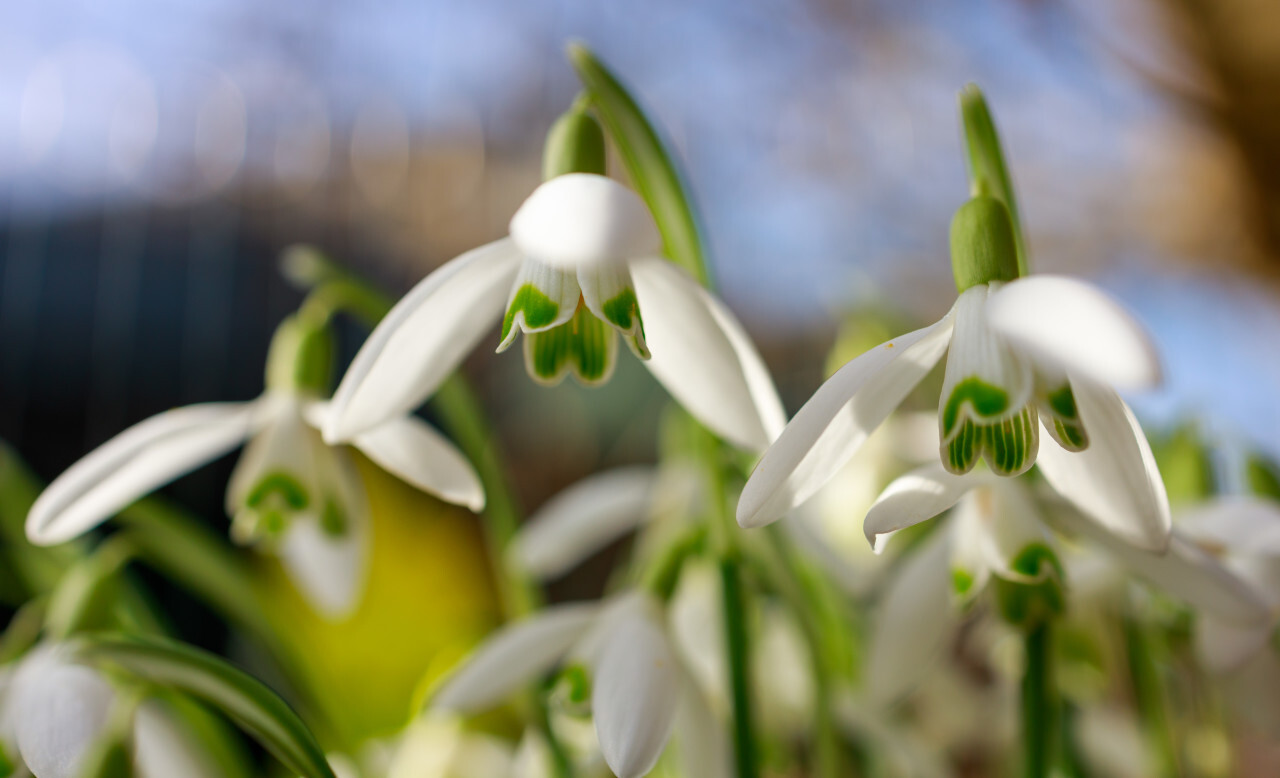 Snowdrops - Galanthus Spring Flower