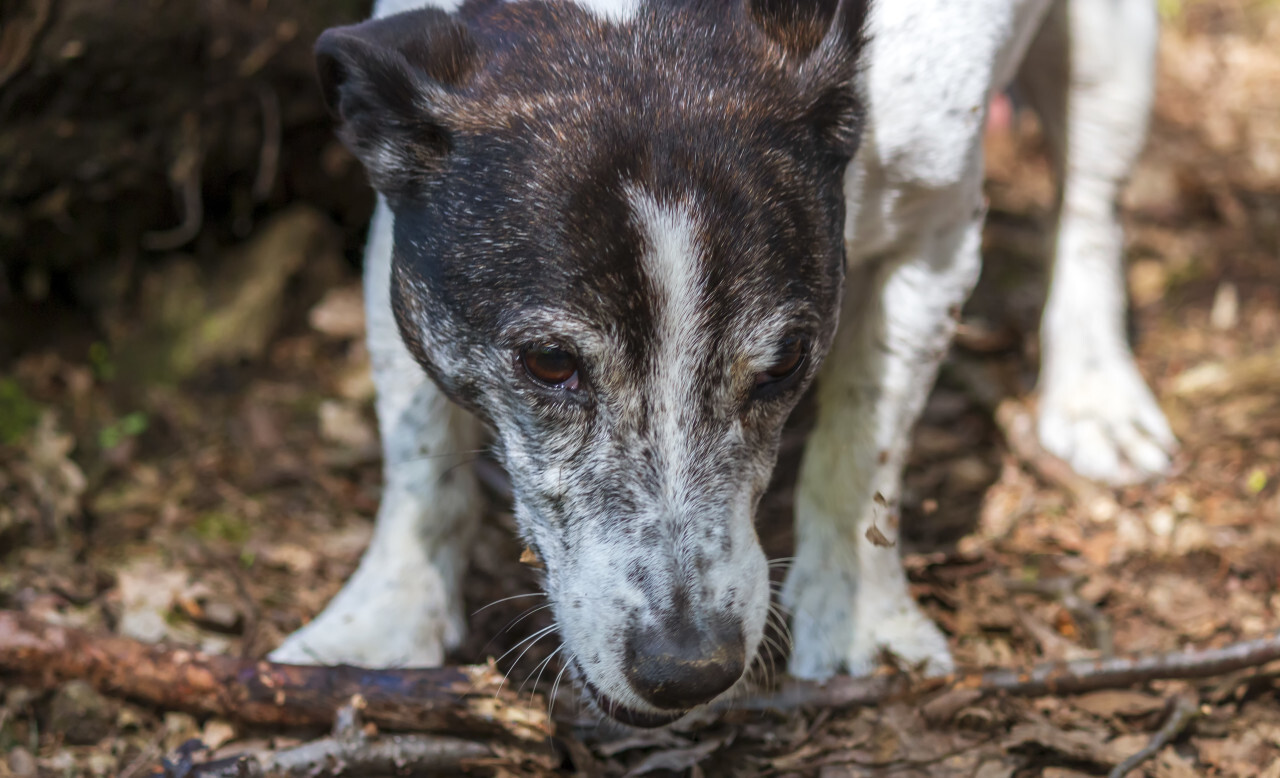 jack russell terrier