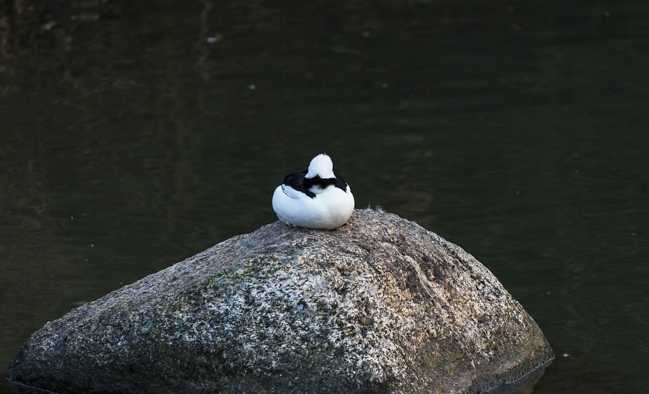 sleeping duck on a rock