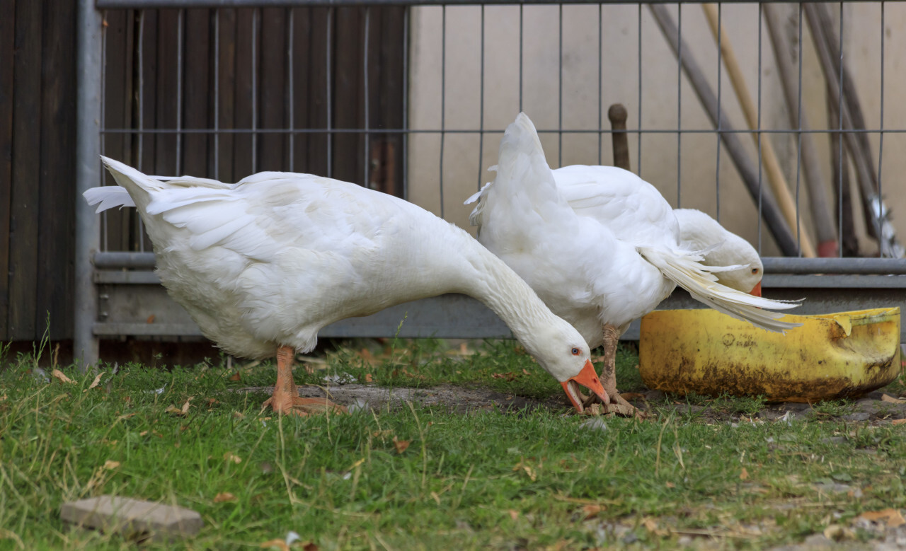 White geese on a farm drink from a yellow bowl