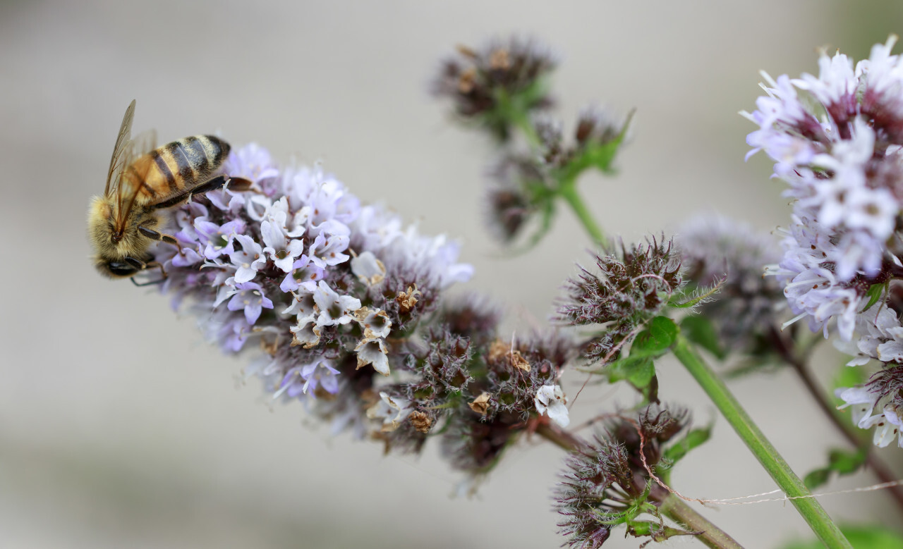 Bee on Peppermint Flower in August Summer