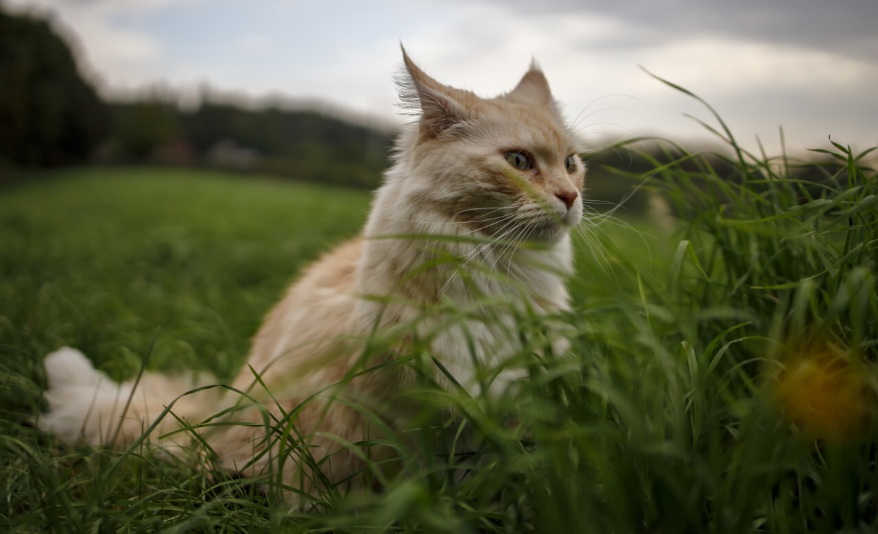 Maine Coon Cat outdoors in nature