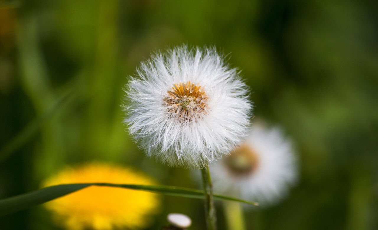 dandelions on a flower meadow