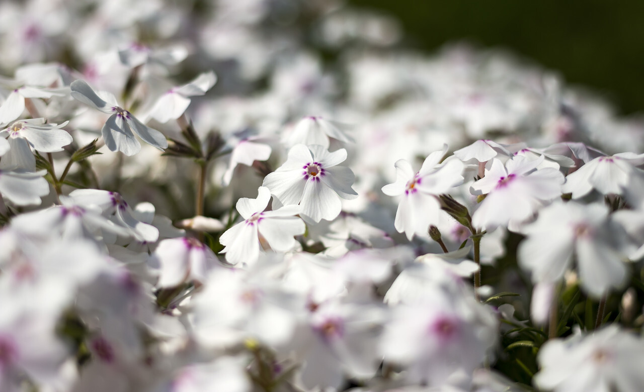 white garden flowers