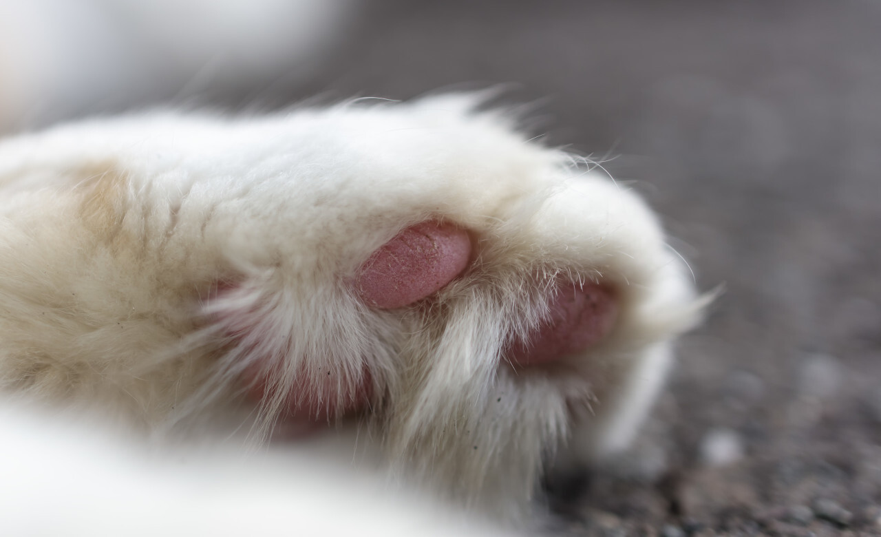 Cat paw