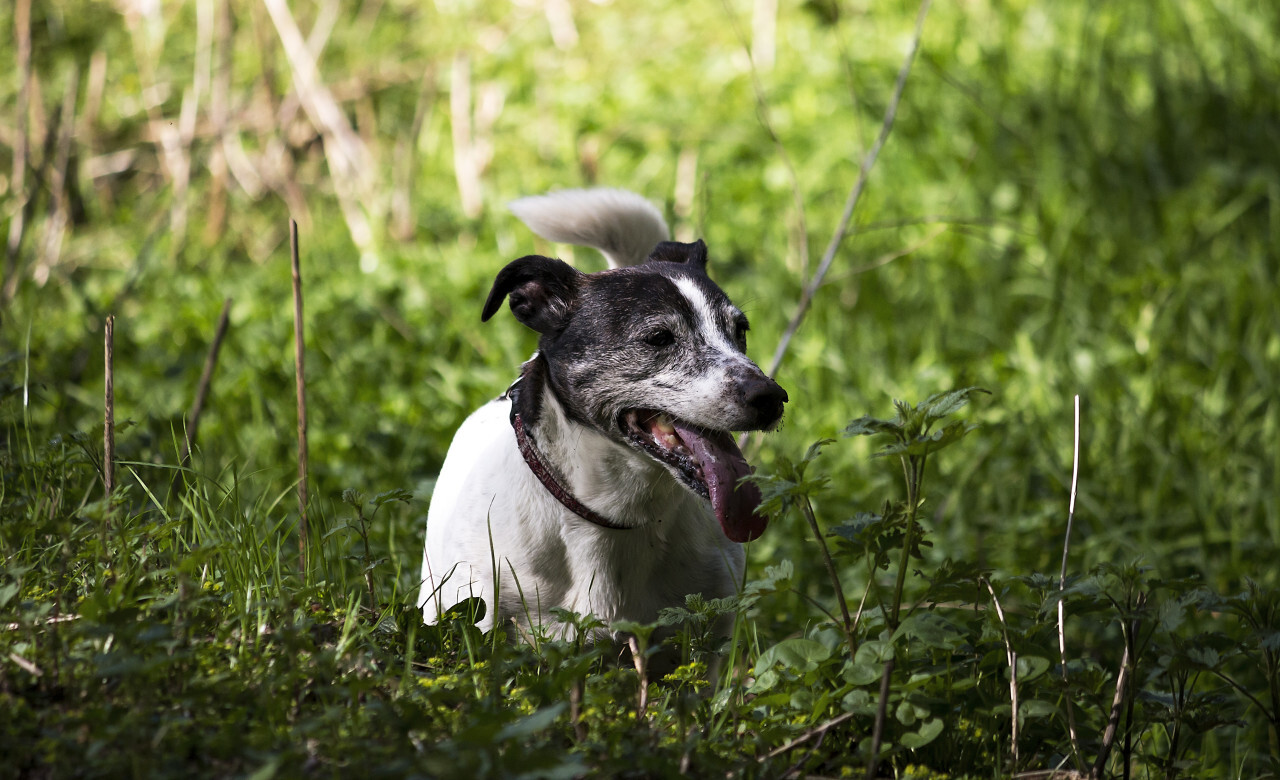 jack russell terrier in grass