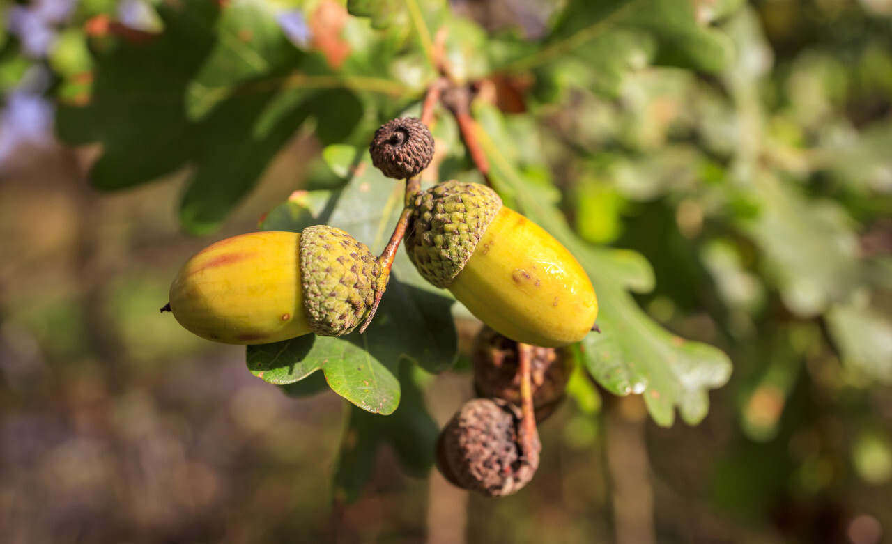 Acorns on an oak in autumn