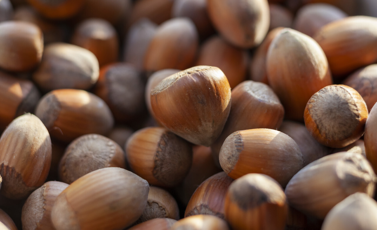 Dried Hazelnuts in closeup