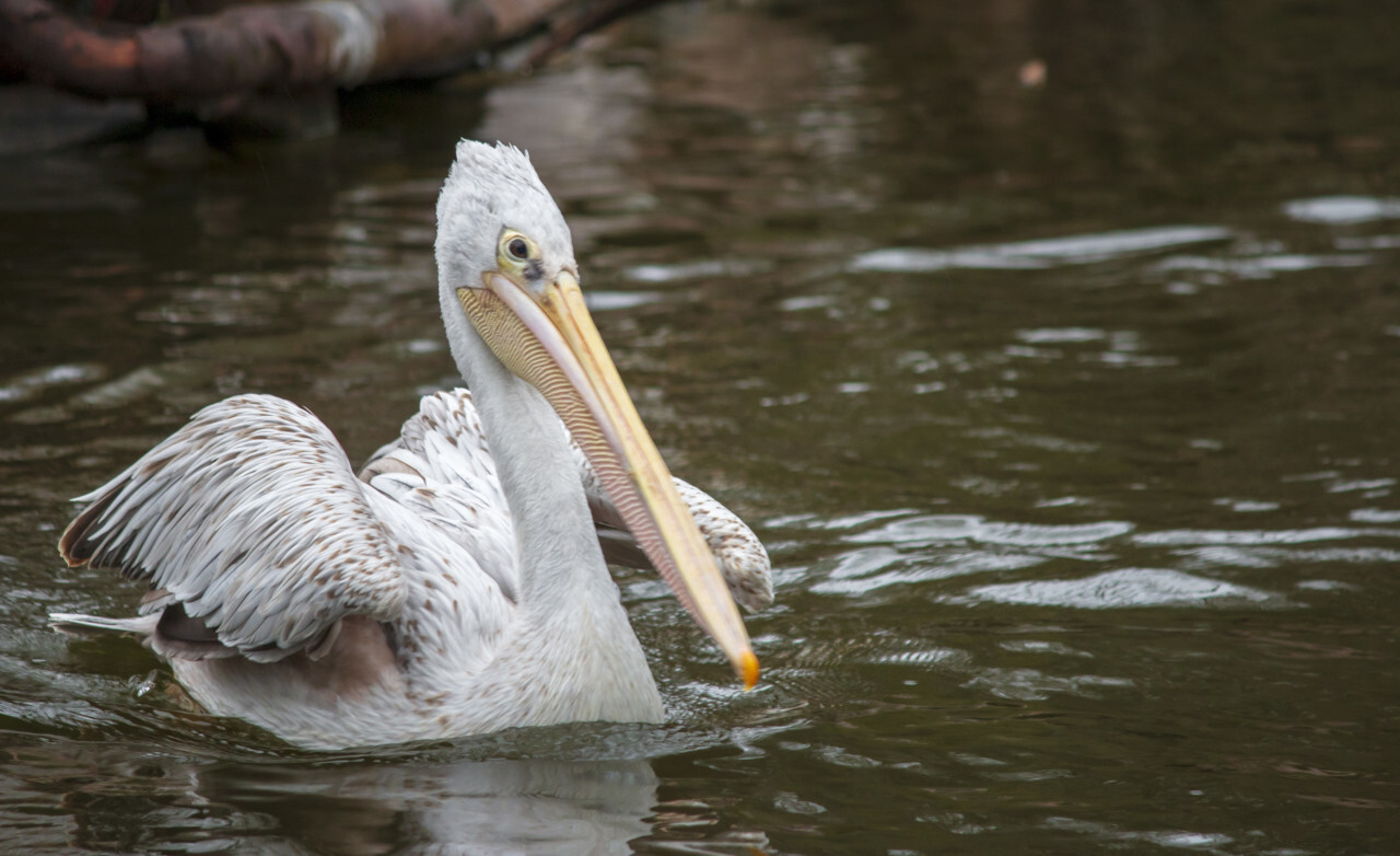 pelican swims in the water