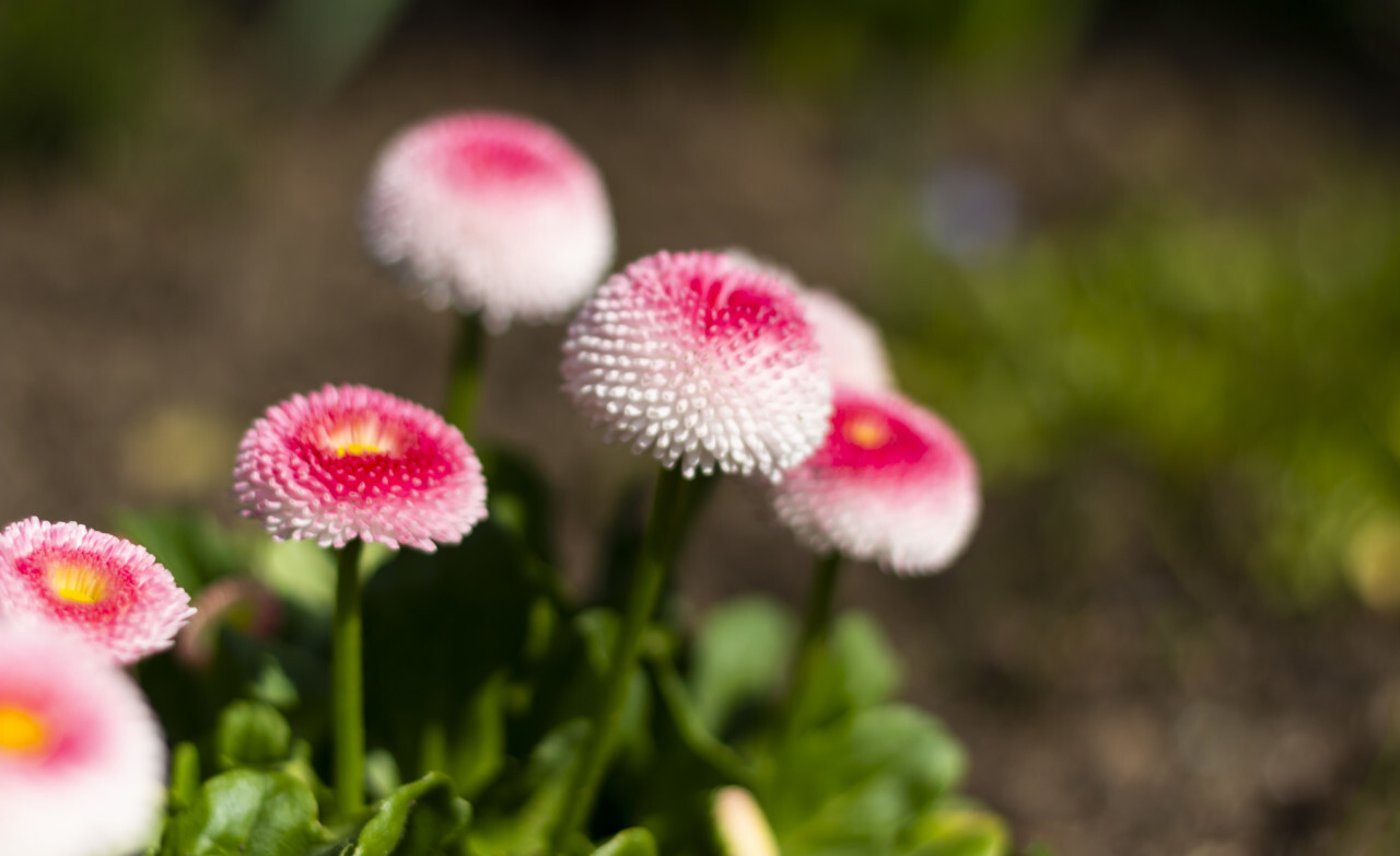 daisy english bellis perennis