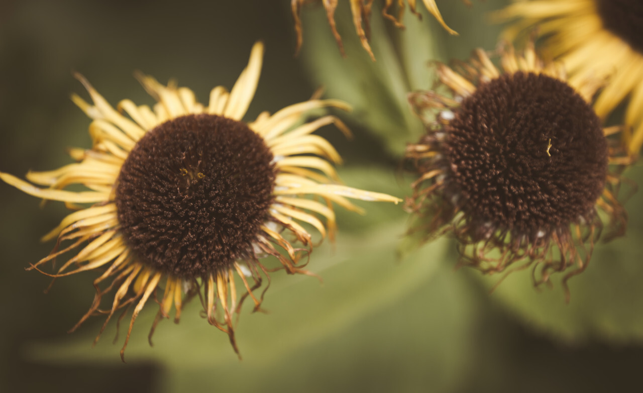 withered sunflowers in autumn