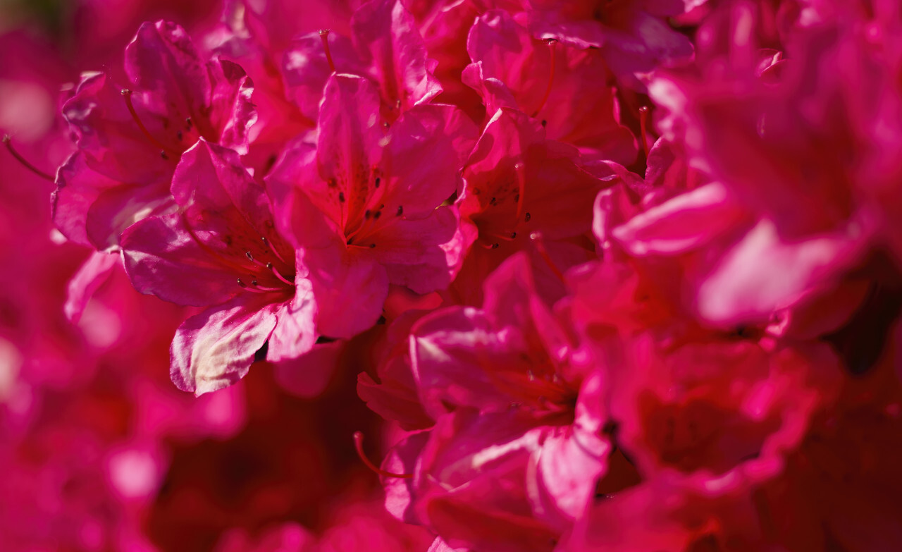 purple rhododendron