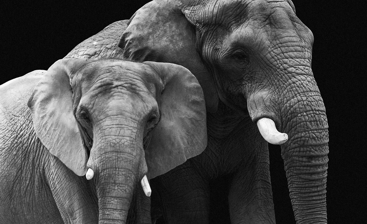 elephant couple isolated on black background